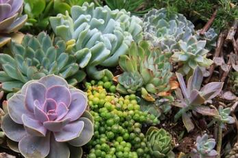 Does succulent plants not root? All phenomena have a reason, let's see if you've been hit
