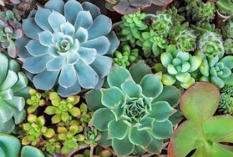 The price of mid to low end succulent plants has plummeted: 