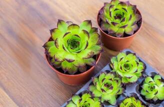 Secrets of succulent plant maintenance: How to choose and prepare soil suitable for succulent growth