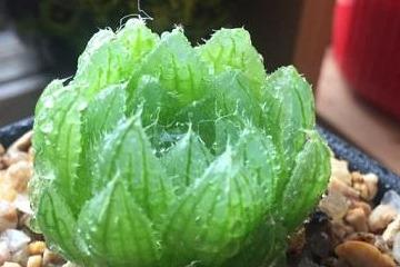 YINGSHUIJING-Liliaceae