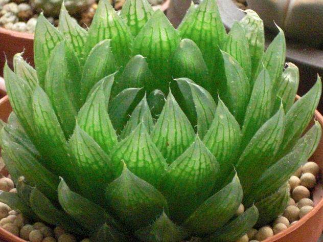 SANJIAOLIULILIAN-Liliaceae