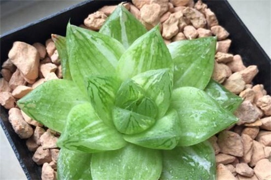 JINGZHIHUAJIN-Liliaceae