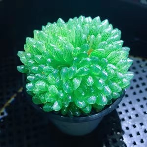 CHANYIYULU-Liliaceae