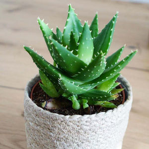 BUYECHENGLUHUI-Liliaceae