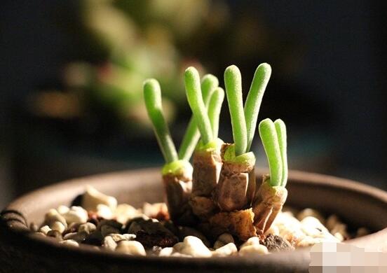 BIGUANGHUAI-Aizoaceae