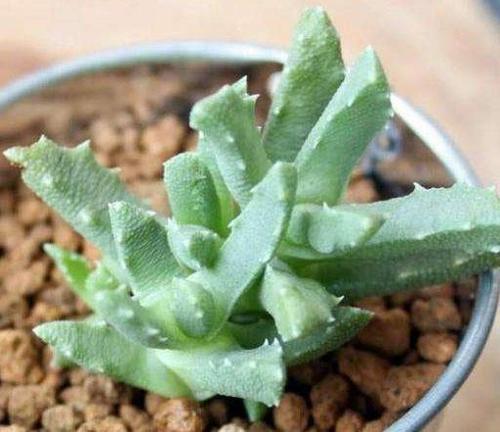 FANGXIANGBO-Aizoaceae