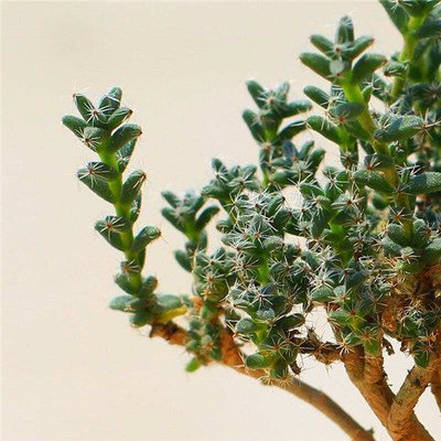 JIHONGXIAOSONG-Aizoaceae