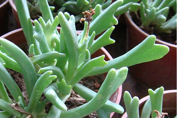 KUAIDAOLUANMA-Aizoaceae