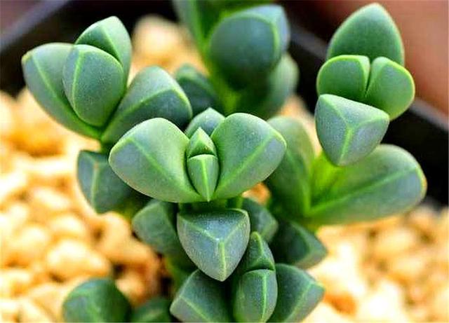 LUJIAOHAITANG-Aizoaceae