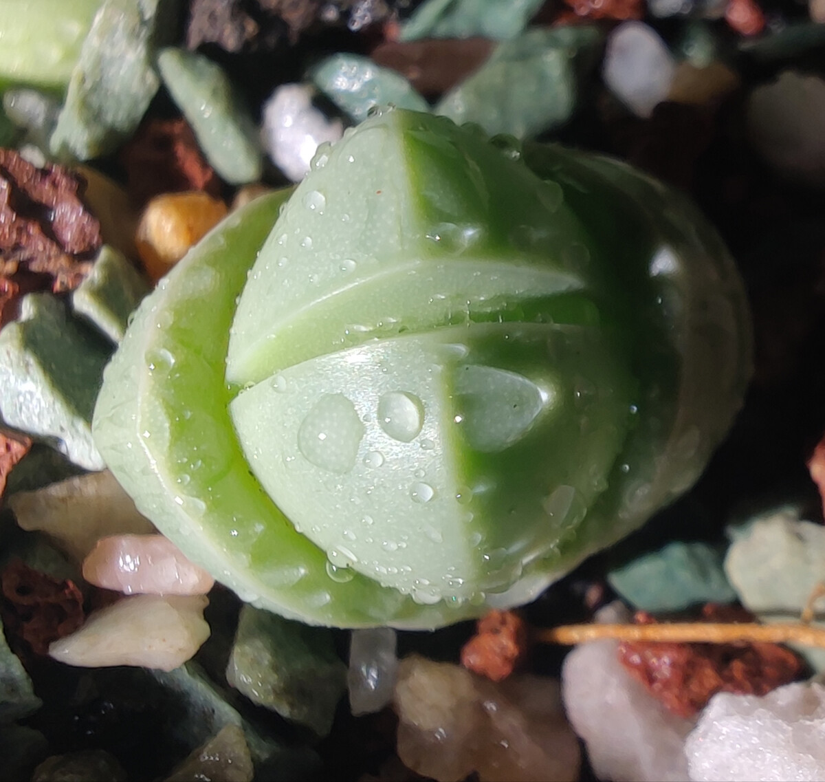 SHENGSHIHUA-Aizoaceae