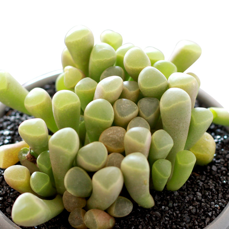 WUSHILINGYU-Aizoaceae