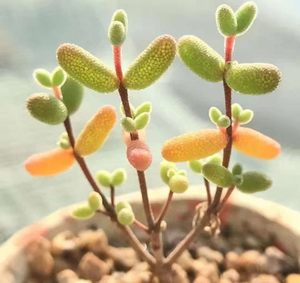 ZHIGANFANXING-Aizoaceae