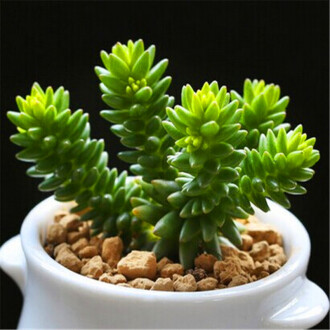 BAIHUAXIAOSONG-crassulaceae