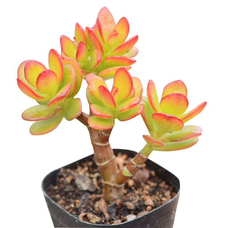 HUANGJINHUAYUE-crassulaceae