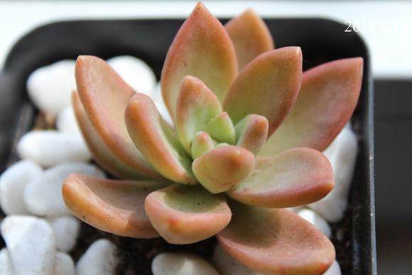 MINGYUE-crassulaceae