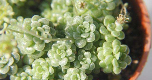 MONANJINGTIAN-crassulaceae