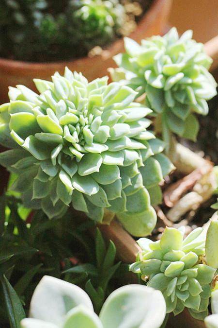 QIANYUHE-crassulaceae