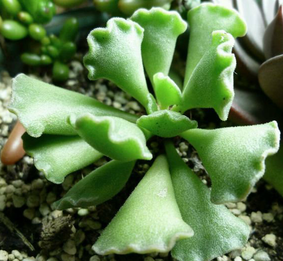 SHENXIANGQU-crassulaceae