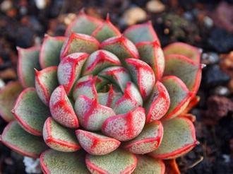 XIAOHEJIN-crassulaceae