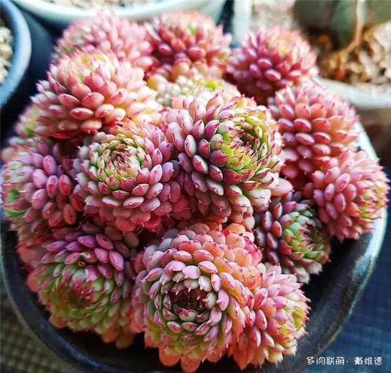 XIAOHONGYI-crassulaceae