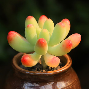 YINVXIN-crassulaceae