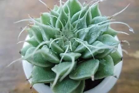 YINXING-crassulaceae