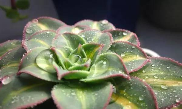 ZHONGBANLIANHUAZHANG-crassulaceae