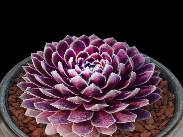 ZIMUDAN-crassulaceae