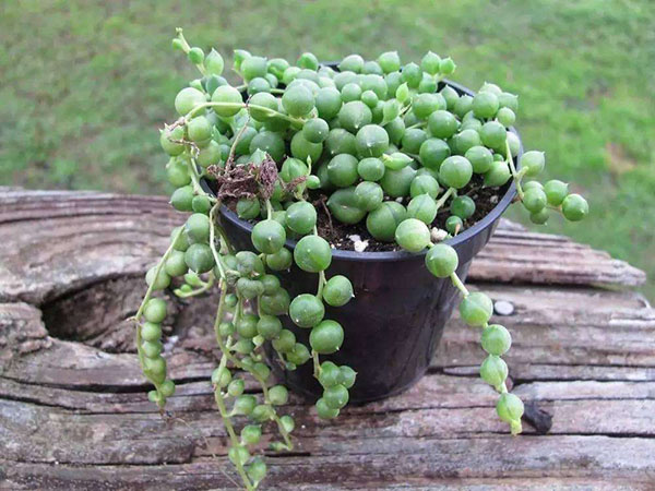 ZHENZHUDIAOLAN-Compositae