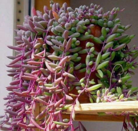 ZIXIANYUE-Compositae