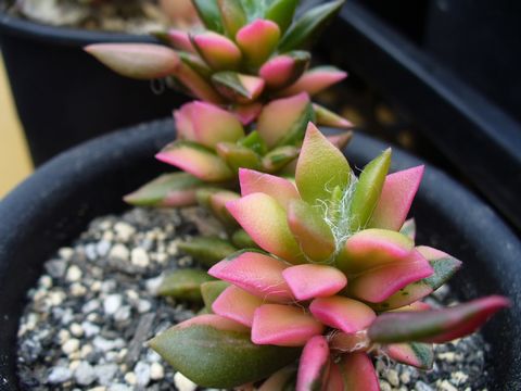 CHUIXUEZHISONGJIN-Portulacaceae