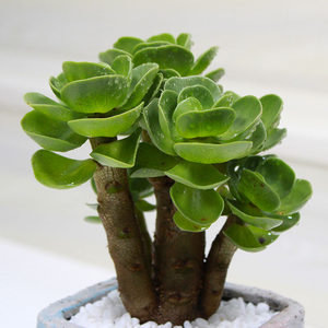 JINQIANMU-Portulacaceae