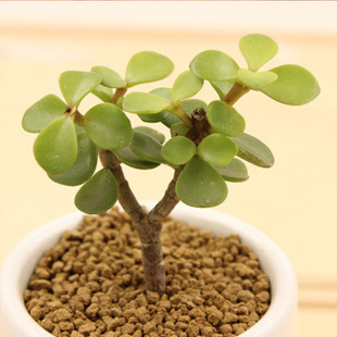 MACHIXIANSHU-Portulacaceae