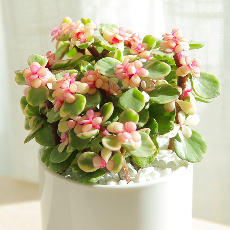 YALEZHIWU-Portulacaceae